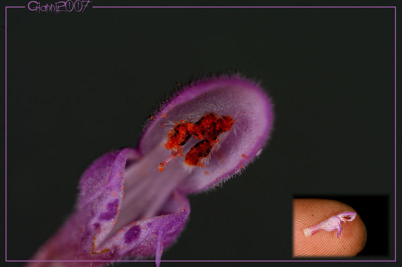 Lamium purpureum / Falsa-Ortica purpurea